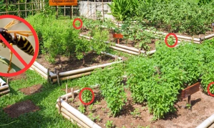 10 Plants to Keep the Wasps and Hornets Away