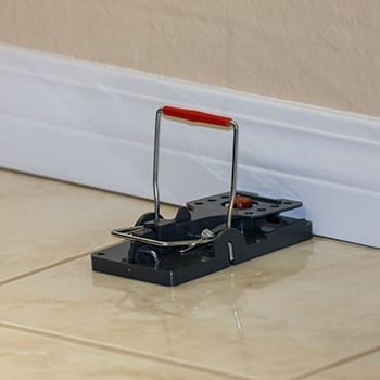 9 Signs You've Got Rats - rat traps