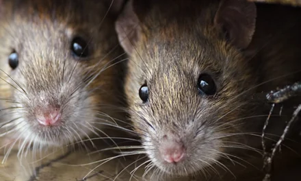 9 Signs You’ve Got Rats