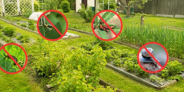 Plant These To Keep The Pests Away