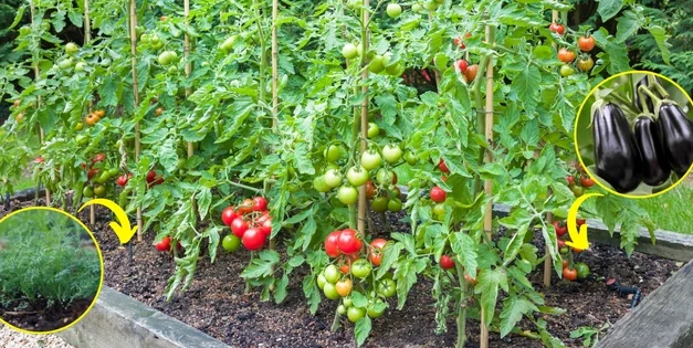 These Plants Are Killing Your Tomatoes