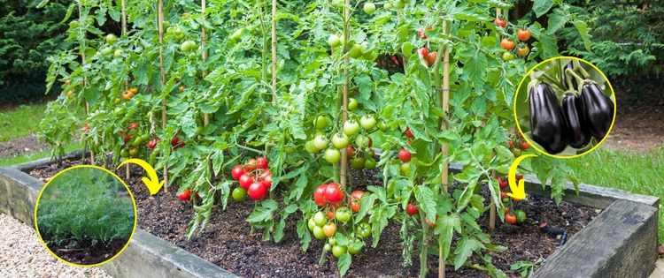 These Plants Are Killing Your Tomatoes