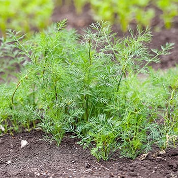 These Plants Are Killing Your Tomatoes