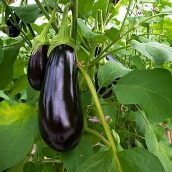 These Plants Are Killing Your Tomatoes