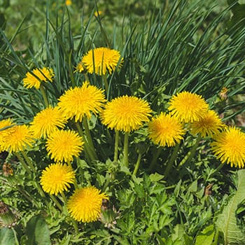 Weeds You Should Never Pull from Your Backyard