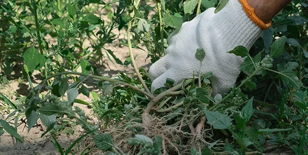 Weeds You Should Never Pull From Your Backyard