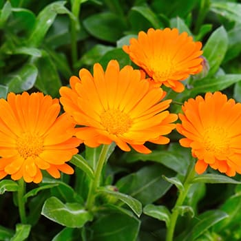 Why You Should Add Calendula to Your Garden