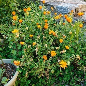 Why You Should Add Calendula to Your Garden