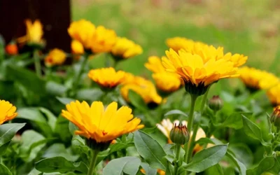 Why You Should Add Calendula To Your Garden