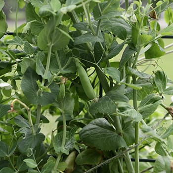 10 Vegetables That Love To Climb