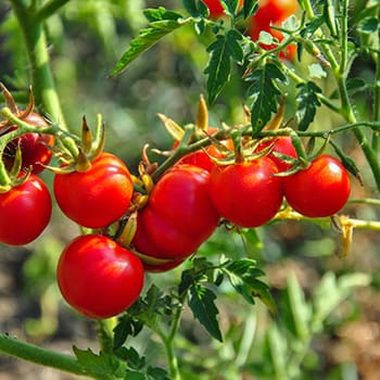 10 Vegetables That Love To Climb