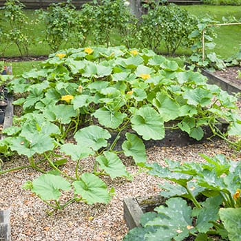 10 Vegetables that Love to Climb