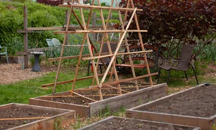 10 Vegetables That Love To Climb