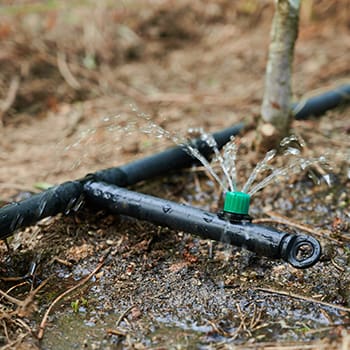 Drip Irrigation vs. Soaker Hose