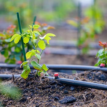 Drip Irrigation Vs. Soaker Hose - Self Sufficient Projects