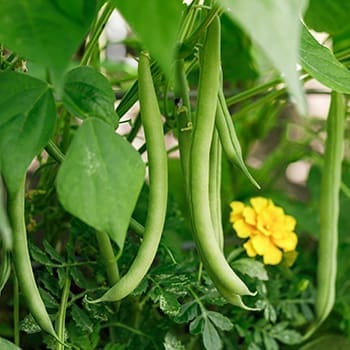 The Ultimate Survival Crop You Need On Your Property - growing beans