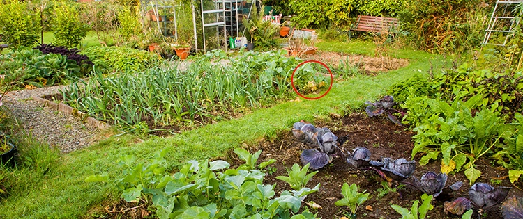 The Ultimate Survival Crop You Need On Your Property