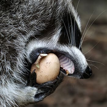 These Animals Are Stealing Your Chicken Eggs