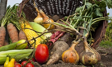 Vegetables You Can Harvest In Less Than A Month