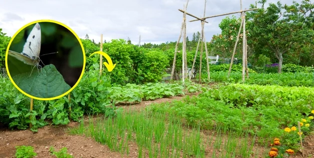 Why You Should Worry If You See This Butterfly In Your Garden