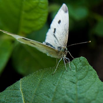 Why You Should Worry If You See This Butterfly In Your Garden