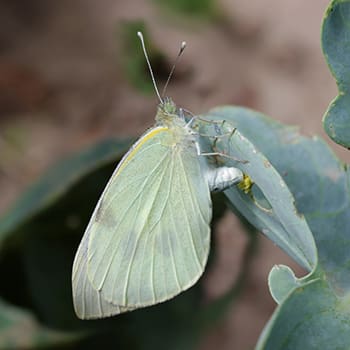 Why You Should Worry If You See This Butterfly In Your Garden