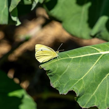 Why You Should Worry If You See This Butterfly In Your Garden