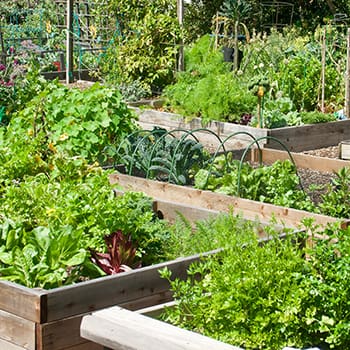 Bad Gardening Habits That Could Ruin Your Crops