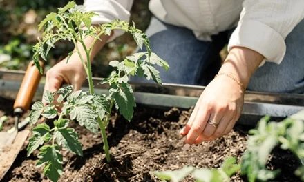 Bad Gardening Habits That Could Ruin Your Crops