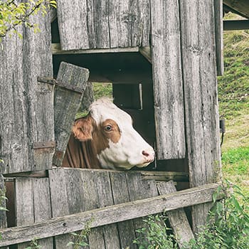 Cow Raising Mistakes That Even the Most Advances Homesteaders Make