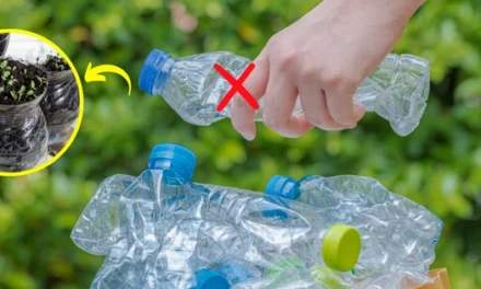 Do Not Throw Away Your Plastic Bottles, Do This Instead