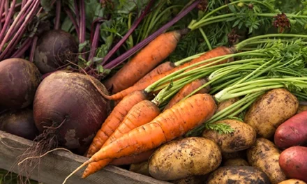 How Much Money I Saved in a Year By Growing My Own Food