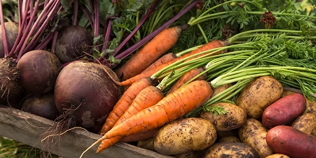 How Much Money I Saved in a Year By Growing My Own Food