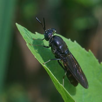 Why You Should Have A Black Soldier Fly Composting System