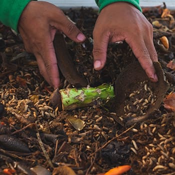 Why You Should Have A Black Soldier Fly Composting System