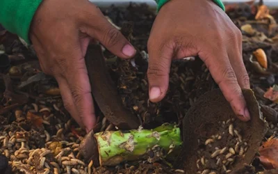 Why You Should Have A Black Soldier Fly Composting System