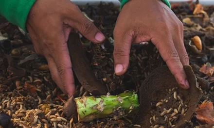 Why You Should Have A Black Soldier Fly Composting System