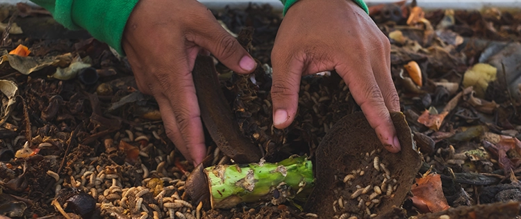 Why You Should Have A Black Soldier Fly Composting System