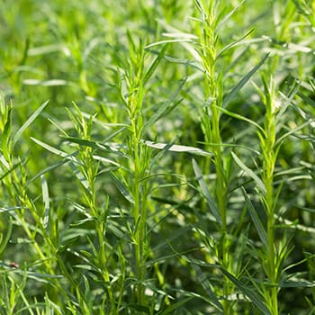 7 Herbs To Plant In Your Survival Garden