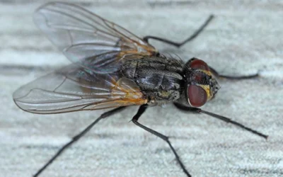 7 Natural Ways To Get Rid of House Flies