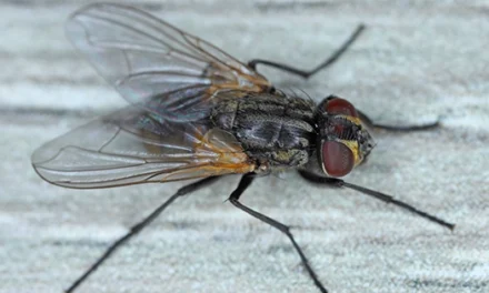 7 Natural Ways To Get Rid of House Flies