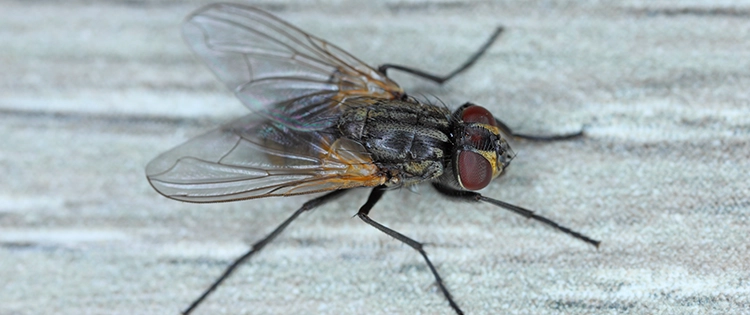 7 Natural Ways To Get Rid of House Flies