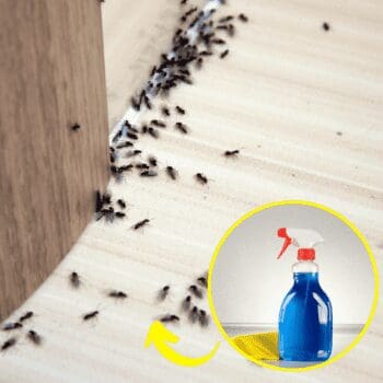 8 Natural Ways To Get Rid of Ants