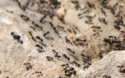 8 Natural Ways To Get Rid of Ants