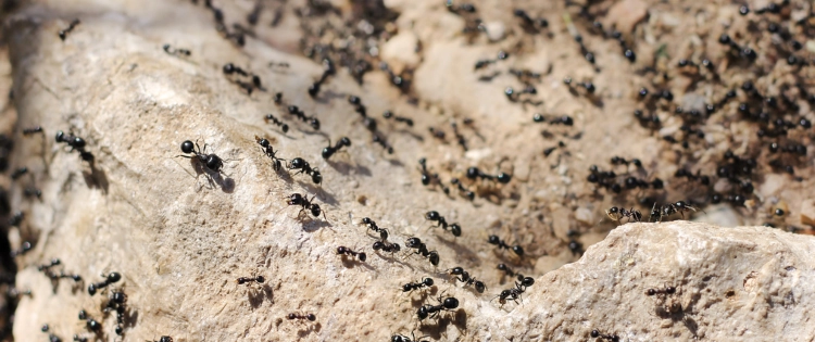 8 Natural Ways To Get Rid of Ants