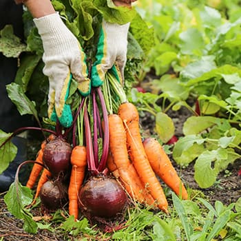 How to Double Your Harvest