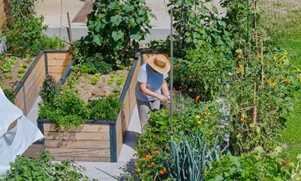 How to Double Your Harvest