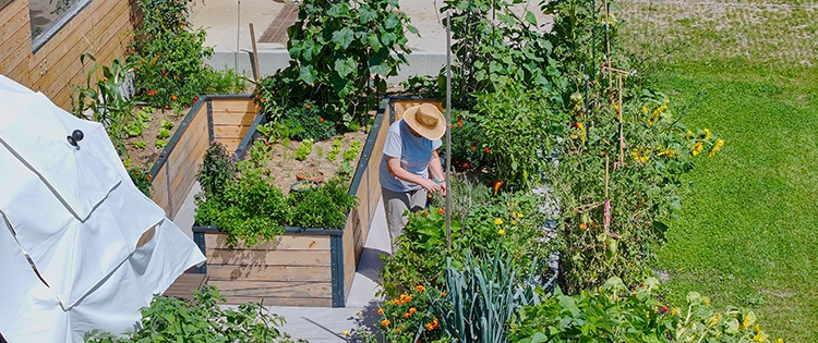 How to Double Your Harvest