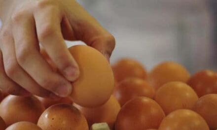 How to Spot Spoiled Eggs Without Breaking a Shell