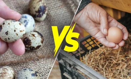 Quail Eggs vs Chicken Eggs